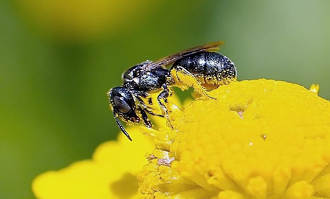 Stingless Bee Honey