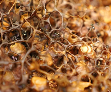 Stingless Bee Honey